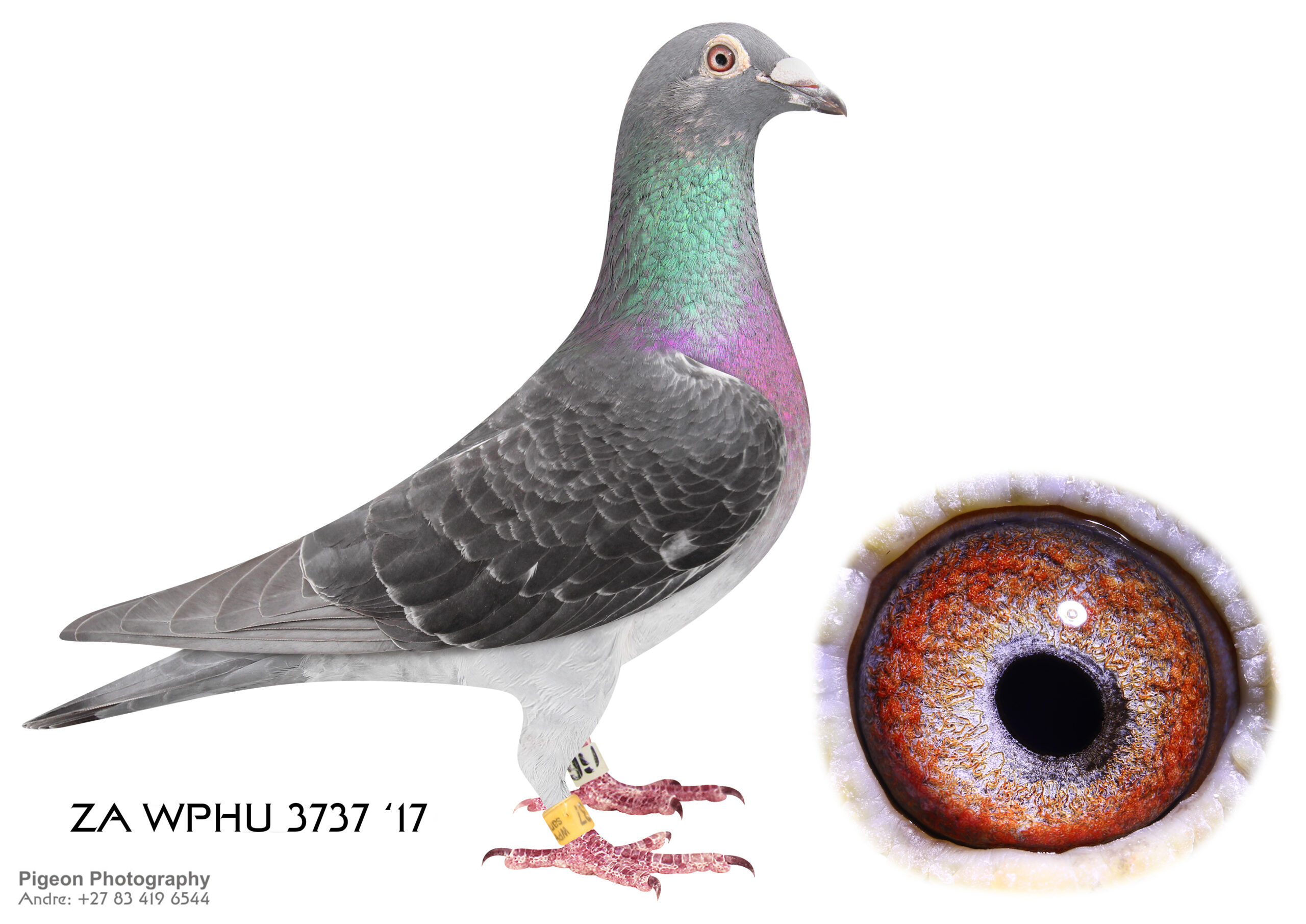 LOT 1 – ZA 17 WPHU 3737 (H) : Saville Penkin Ellman Putterrie/Wegge Janssen x Waldow – Click pair__ Top class Medium size hen !! This genetics are to find ! STUDY THE PEDIGREE !! THIS IS A SUPERB HEN !