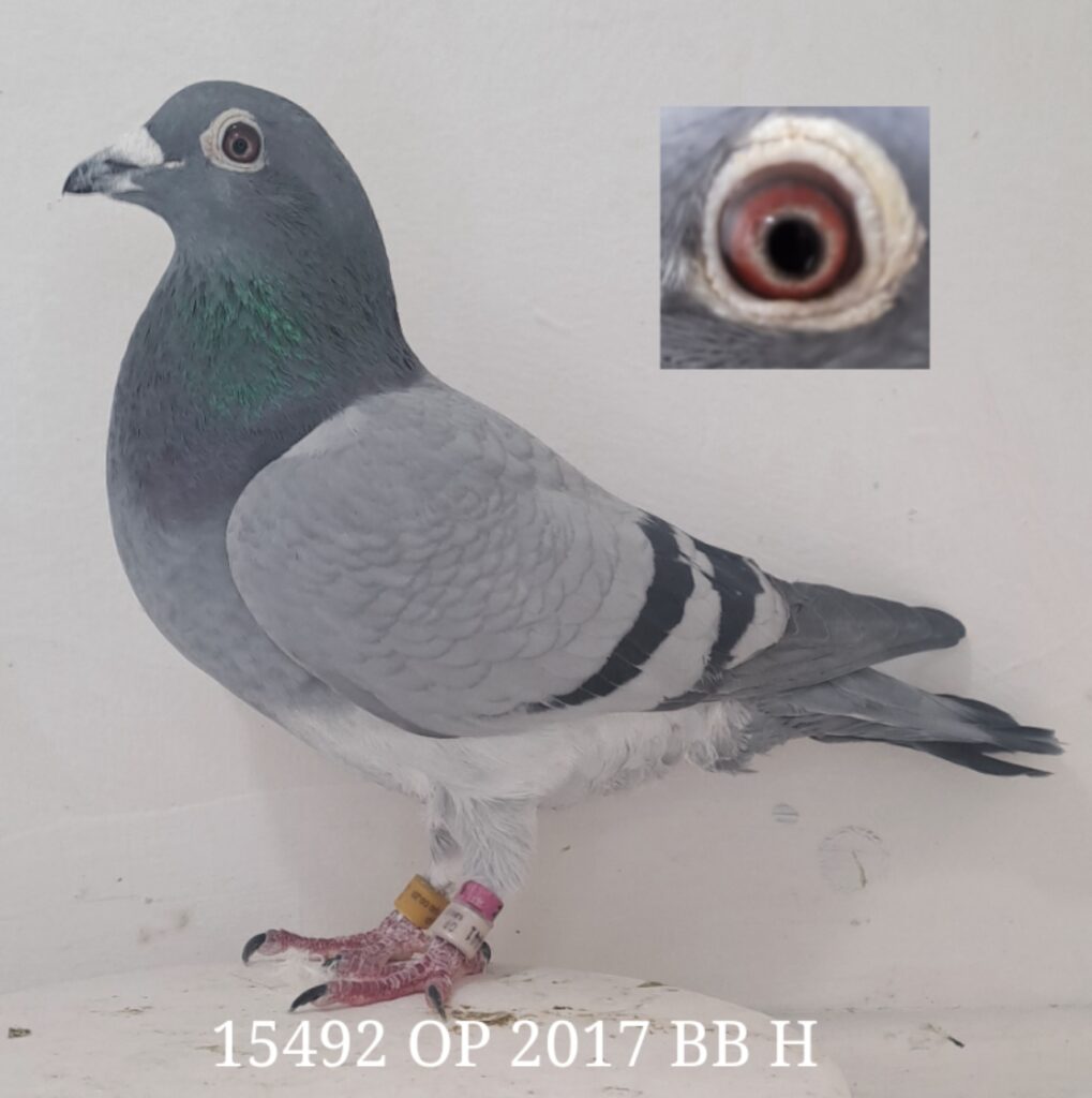 Best Pigeon - Online Auctions | Racing Pigeons | South Africa