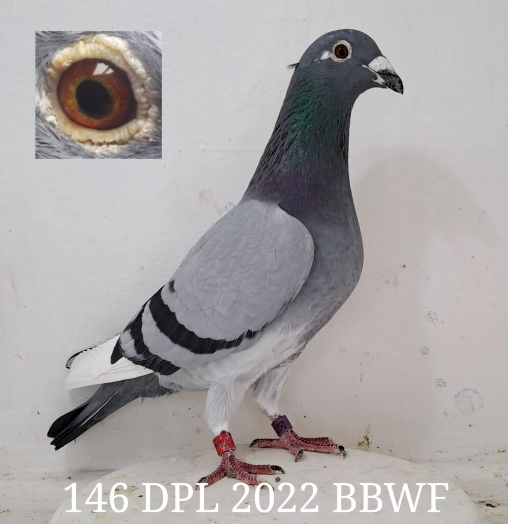 Inbread Pigeon LOT 99: ZA 22 DPL 146 (H) - STUDY THE PEDIGREE - THE SIRE - Inbred Rik ...