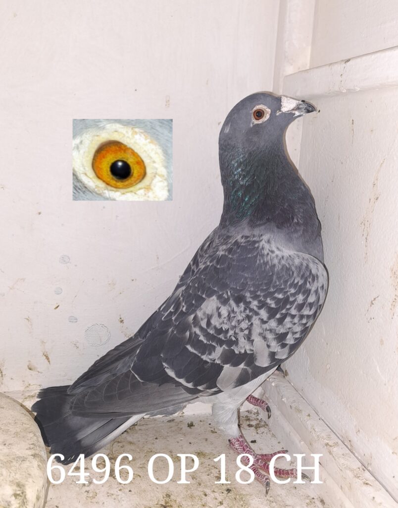 Inbread Pigeon LOT 226: ZA 18 OP 6496 (H) Baeck & Mills - !!! STUDY THE PEDIGREE ...