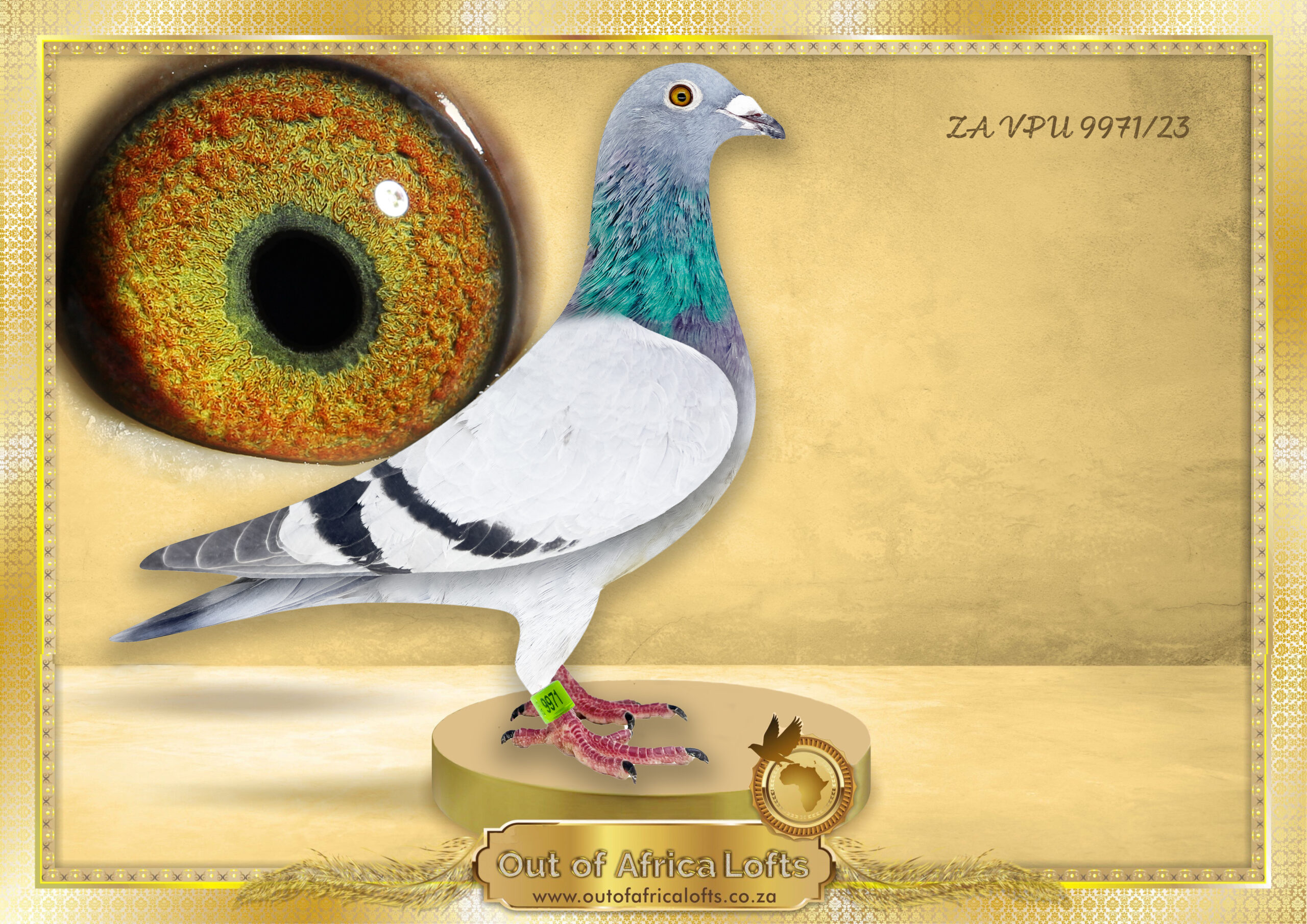 LOT 2: ZA VPU 9971/23 (H) – “ CARELLY X CHEEKY 810/8855 “ – WOW! – What a pigeon! – SUPER breeding eye! – SUPER WINNING ACE GENETICS! – OUR SUPER LINE – Very closely related to ZA VPU 9791/22- “THE MAGICIAN ” 1st Final Winner SAPIR By 11 45 seconds, Colesberg, 575km, vel 1166, and 5th Grand Averages 2023 – BRED FROM OUR VERY BEST 810X8855 X CARELLY X 08816 LINE- Super honest pigeons!- SHORT,MIDDLE,LONG- SLOW OR FAST!! – Bred in the purple to our two best SABLON LINES, GOLDEN CARELLY X 810 X 371 X 8855! – What is making us really excited regarding our NR 1 GOLDEN CARELLY Line is the fact that this line is starting to prove that they can handle THE HARDEST OF RACES AS WELL AS LOW HARD VELOCITIES IN ONE LOFTS!!! – STUDY THE PEDIGREE AND THE EXTRA INFO – THIS IS A SUPER BRED PIGEON !!!!