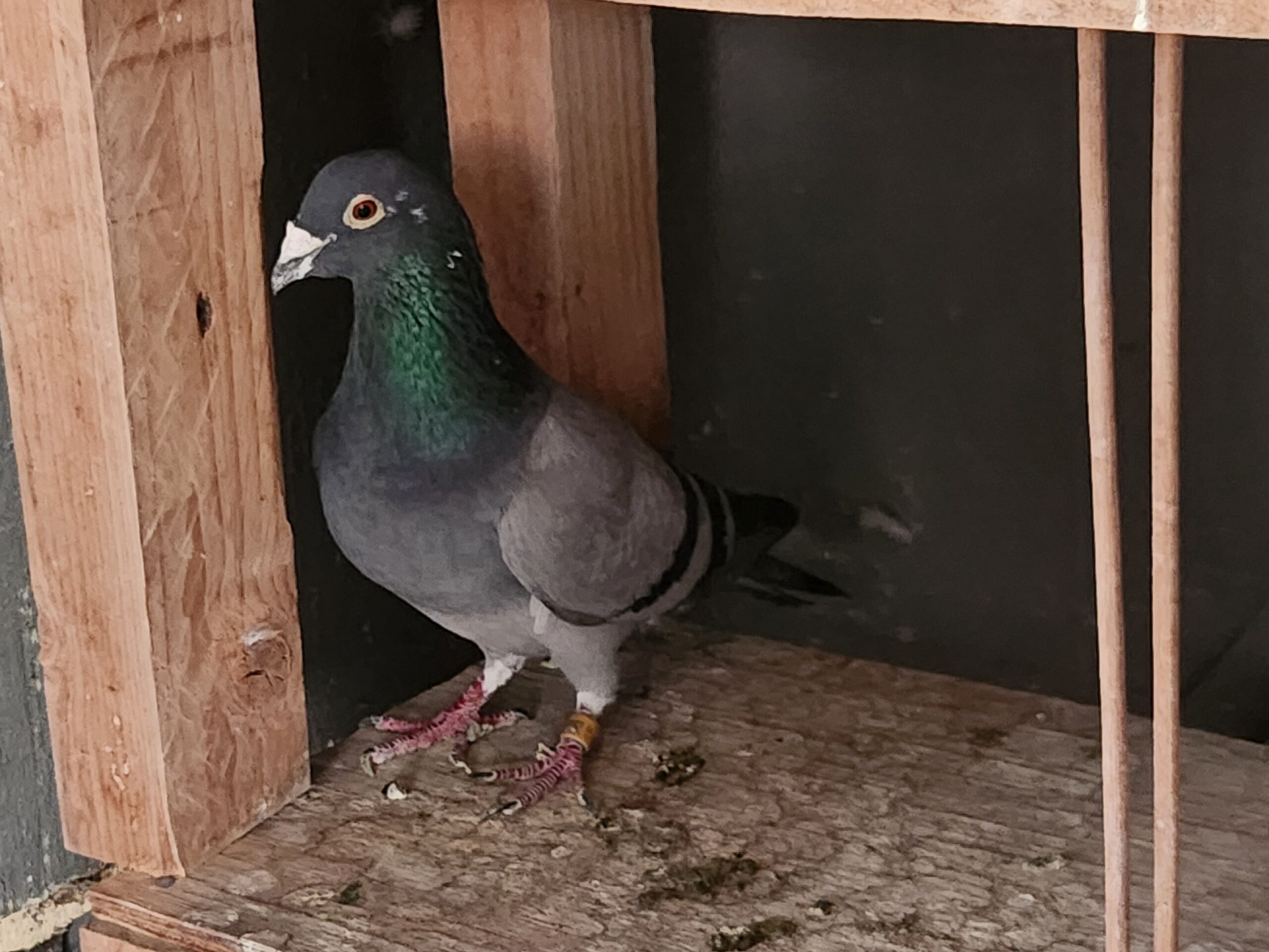 LOT 1: ZA 17 29021 (C) – Bred out of my click pair. Full brother to 84422/18 Gauteng Combine winner for M van der Hout Peformances included: 5th union – 963 birds 3rd union – 881 birds 9th union – 883 birds – !!! STUDY THE PEDIGREE !!! – BRED FROM TWO SUPER PIGEONS !!!