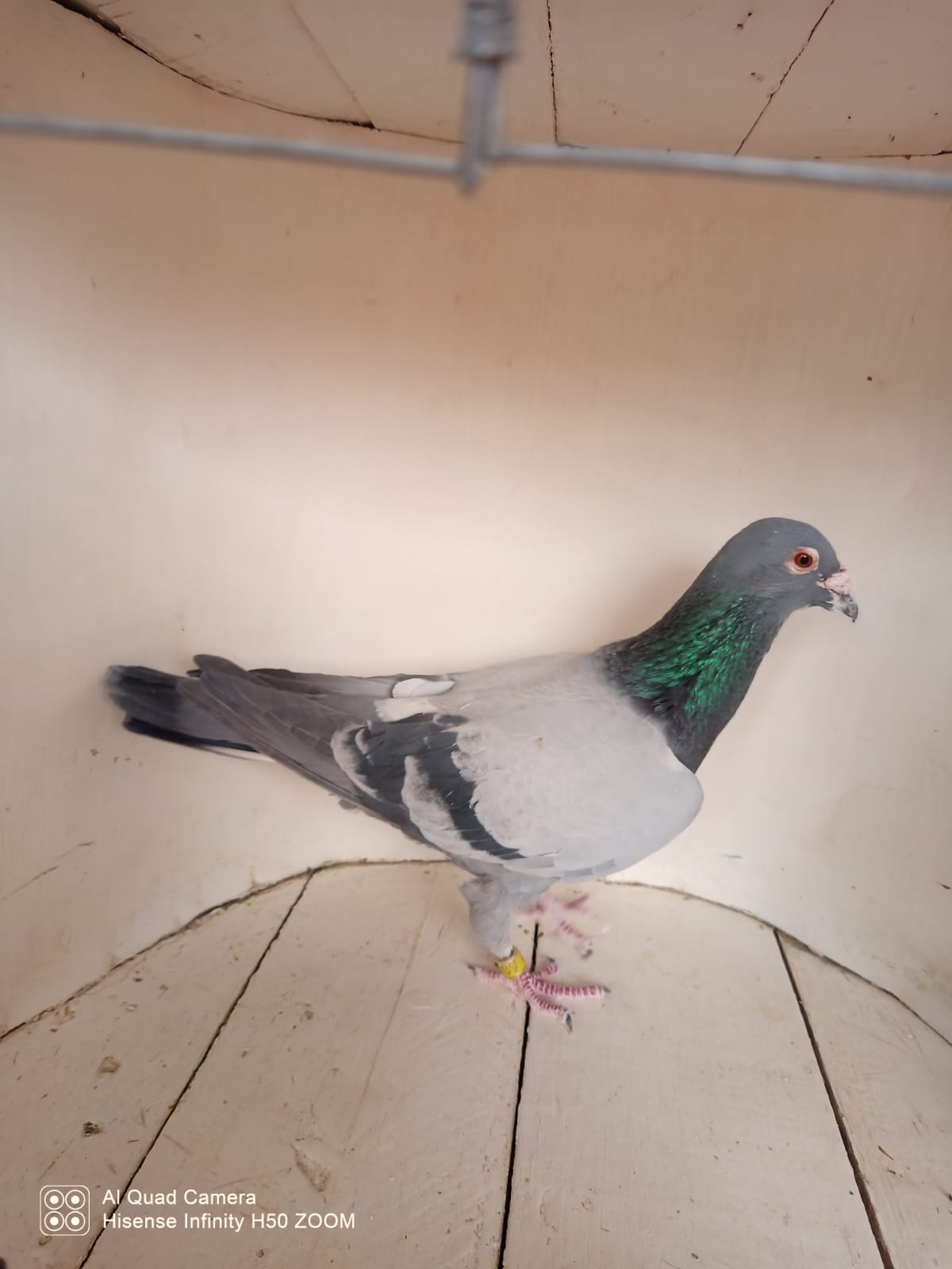 LOT 216: ZA 12 41777 (C) – !!! SUPERBREEDER !! – BRED A DOUBLE WINNER AND MANY MORE SUPER RACERS !!! – HE IS A SUPER BREEDING COCK – THE SIRE – BRED FROM THE SUPER PRINCE LINE – THE DAM – BRED FROM SUPER GENETICS FROM CHARLS KEREKES – TWO OF HER SONS ARE SUPERBREEDERS FOR GENETIC LOFT – STUDY THE PEDIGREE !!!!