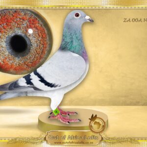 LOT 4: ZA OOA 14/23 (H) - “  GOLDEN CARELLY 14 “ - A super hen with a good throat and SUPERBLY richly pigmented VIOLET breeding eye.   Linebred to all the GOLDEN CARELLY SUPER ACES AS well as SUPERBREEDERS.     ZA GPU 17912/12-Winner & Short Distance Ace GPU -1st Ace Pigeon Short Distance GPU Y/B Series 2013  Granddam and ggdam to 25 PLUS TOP 10 DIFFERENT ACES - This hen’s sire’s full sister ZA WELL 786/19 - Dam to ZA VPU 6564/23 - CURRENTLY 3RD ACE SUPER LEAGUE  3RD BEST BIRD OVERALL CLUB  3RD BEST BIRD YOUNGBIRD SERIES - STUDY THE PEDIGREE AND THE EXTRA INFO - THIS IS SUPER !!!!!