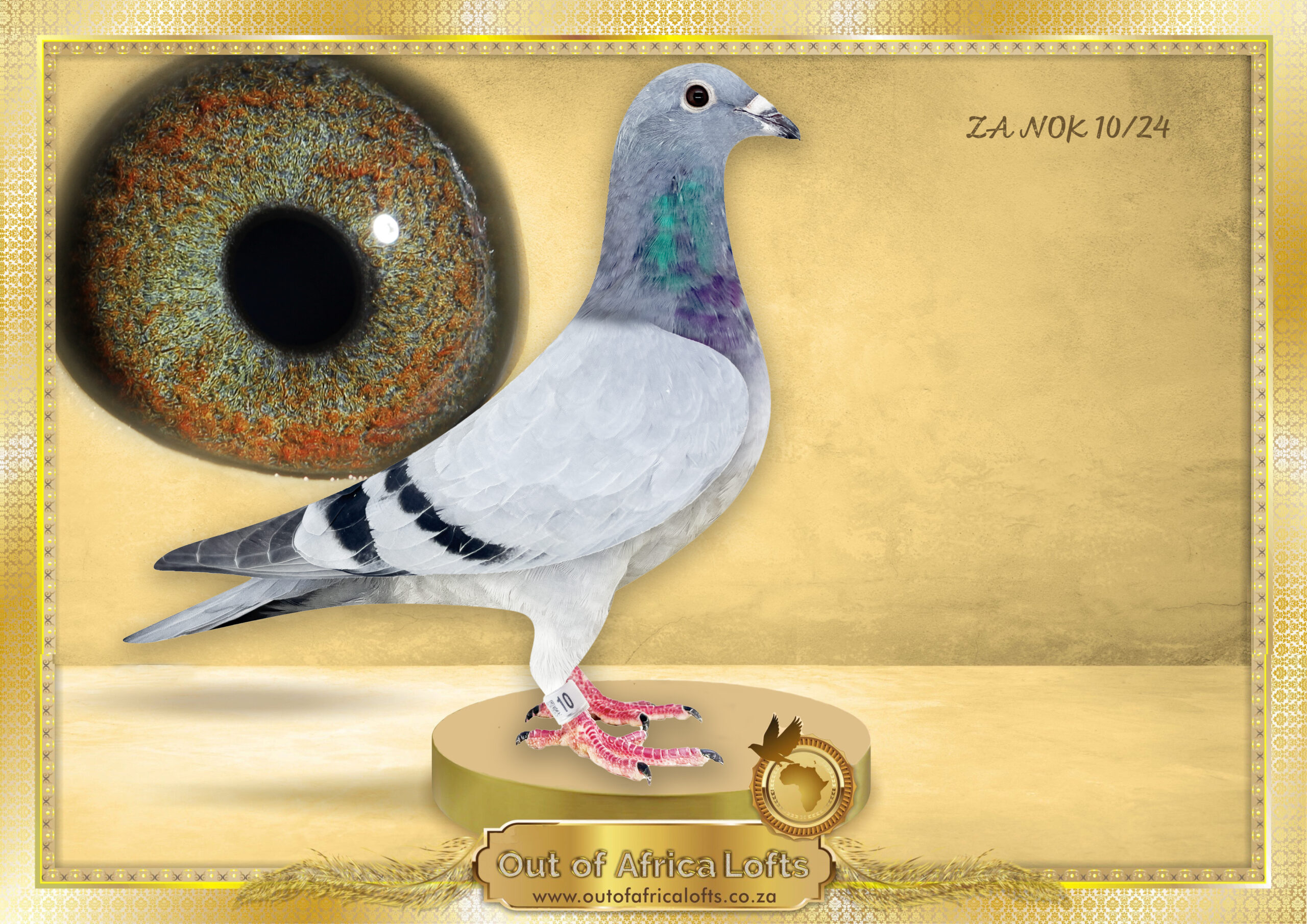 LOT 4: ZA NOK 10/24 (H) - “ BEST PIGEON SPRINT LINE ' - A Super