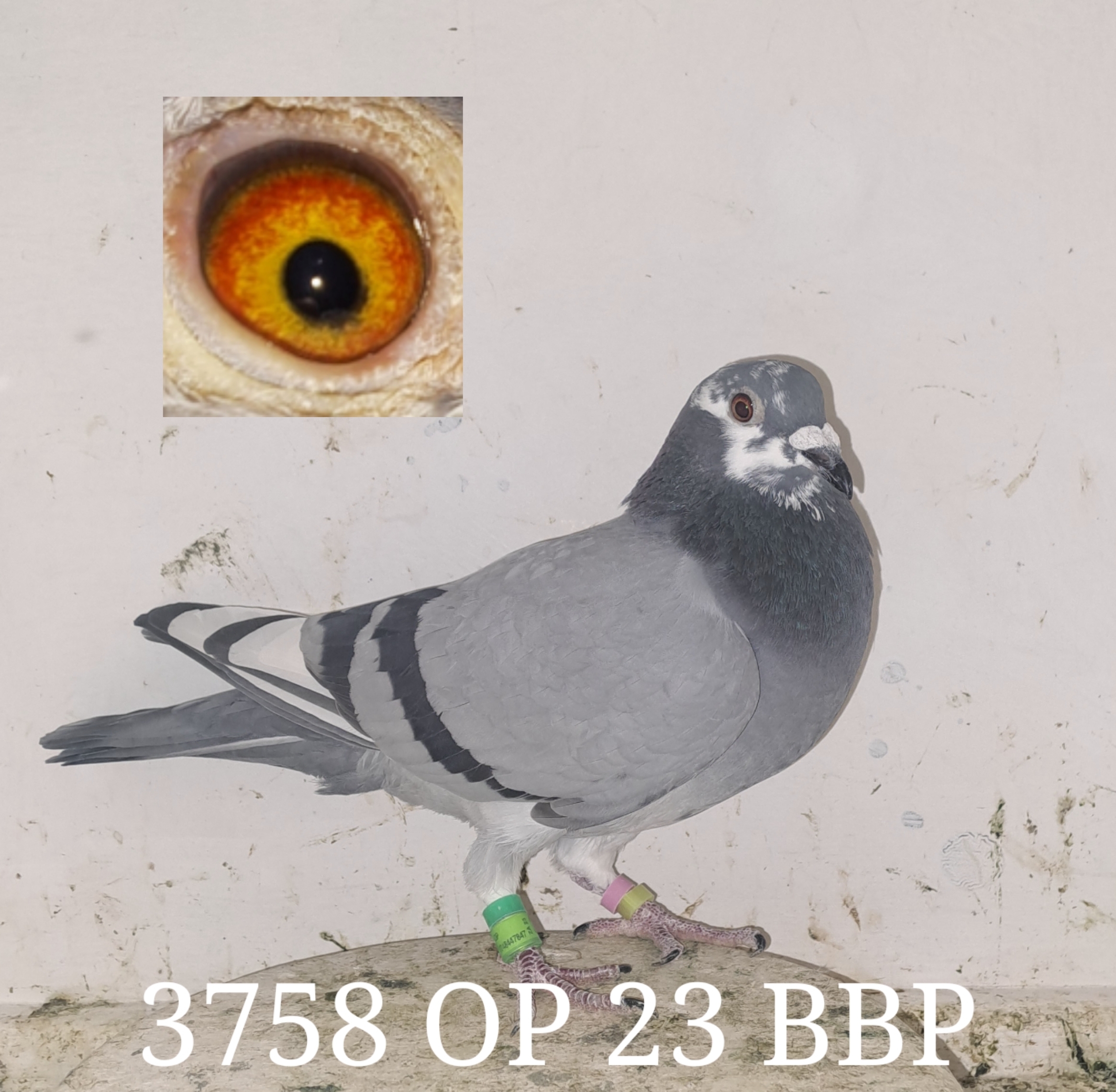 LOT 39: ZA 23 OP 3758 (H) – THE SIRE – SUPER RACER FOR DPL LOFTS – THE DAM – This is an extra ordinary pretty hen . She is a winner and a racing machine . She nearly won the EP Combine from out of Jeffreys Bay which is nearly impossible and rare occurance . She is a perfect 10 handler , medium size hen . She is line bred to Johann Grobbelaars Emma , his foundation hen , whos offspring dominated Johannesburg .Have a look at this fantastic pedigree consisting out of double and 4 x winners . – STUDY THE PEDIGREE – THIS IS SUPER !!!!