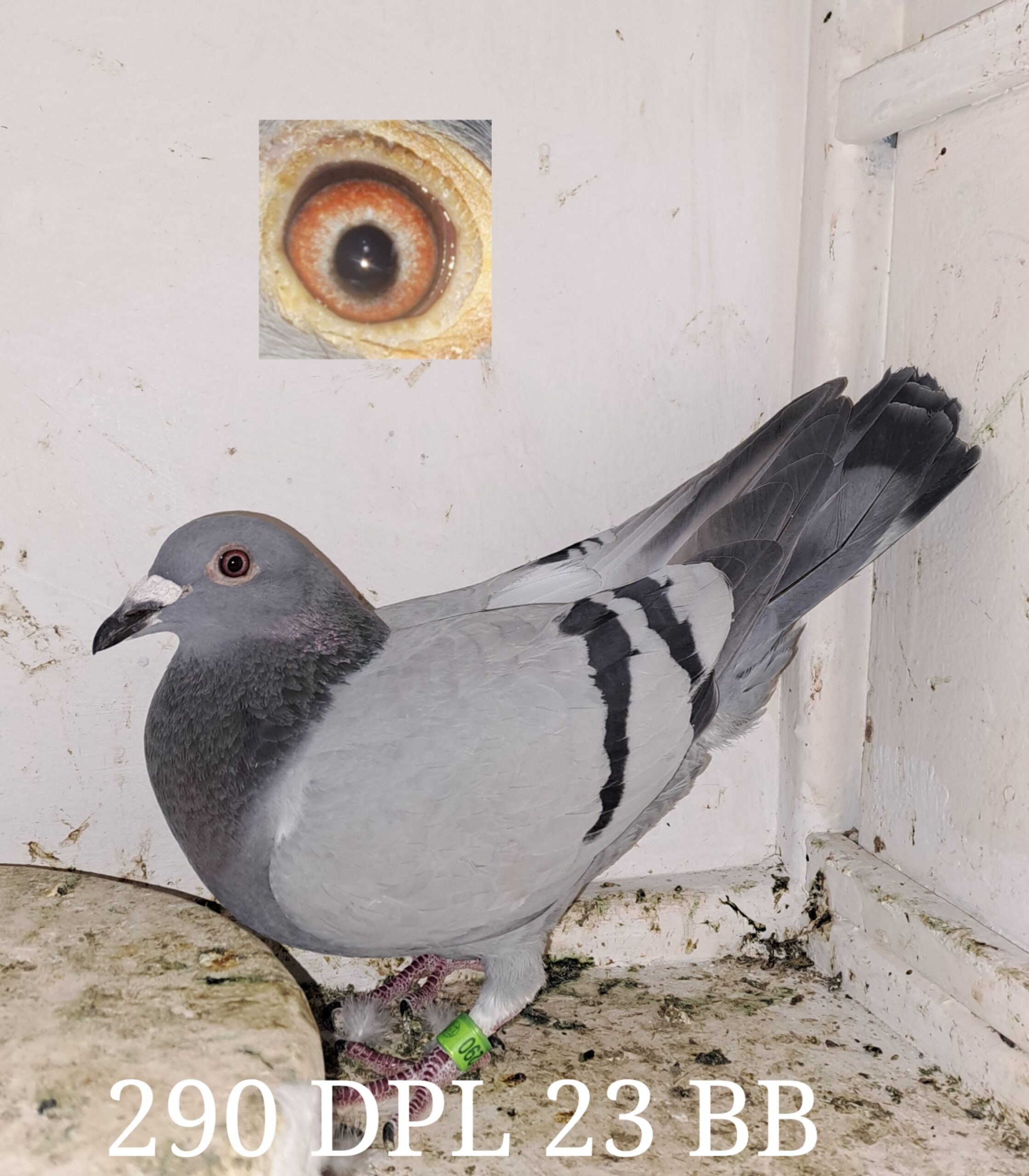 Inbread Pigeon LOT 45: ZA 23 DPL 290 (H) - STUDY THE PEDIGREE - THE SIRE - INBRED 2300 ...