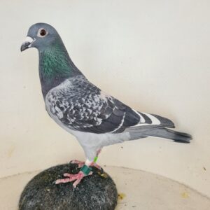 LOT 27: ZA 23 CPL 348 (C) - Entered by: Hot Rod Racing - STUDY THE PEDIGREE - THIS IS A SUPER BRED PIGEON - THE SIRE - Super Breeder - THE DAM - “Gaddin Hen” Gaddin Bros & Charl Stander Ingeteelde Oswald met Supercrack Pieces of Eight - STUDY THE PEDIGREE !!!