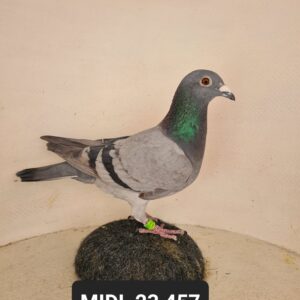 LOT 24: ZA 23 MIDL 457 (H) - Entered by: Midlands Lofts - 165TH FINAL RACE - THE SIRE - Alias "Dirkie" Strain: Clausing/T om Lock Color: Blue Bar Raced:4th Final, 2nd ACE bird Carnival Summer loft 2017. Sire to: Carnival Gold Cup 2021/22, 3rd and 53rd Final And 1st ACE Pigeon .18th Final Cape town Int OLR 2020.2nd Carnival winter 2021 (2birds on the drop),384th Hoosier Int Race Final - THE DAM - Strain: KITCHENBRAND LOFT Color: Blue Check Super racer and breeder for Mark Kitchenbrand - STUDY THE PEDIGREE !!!!