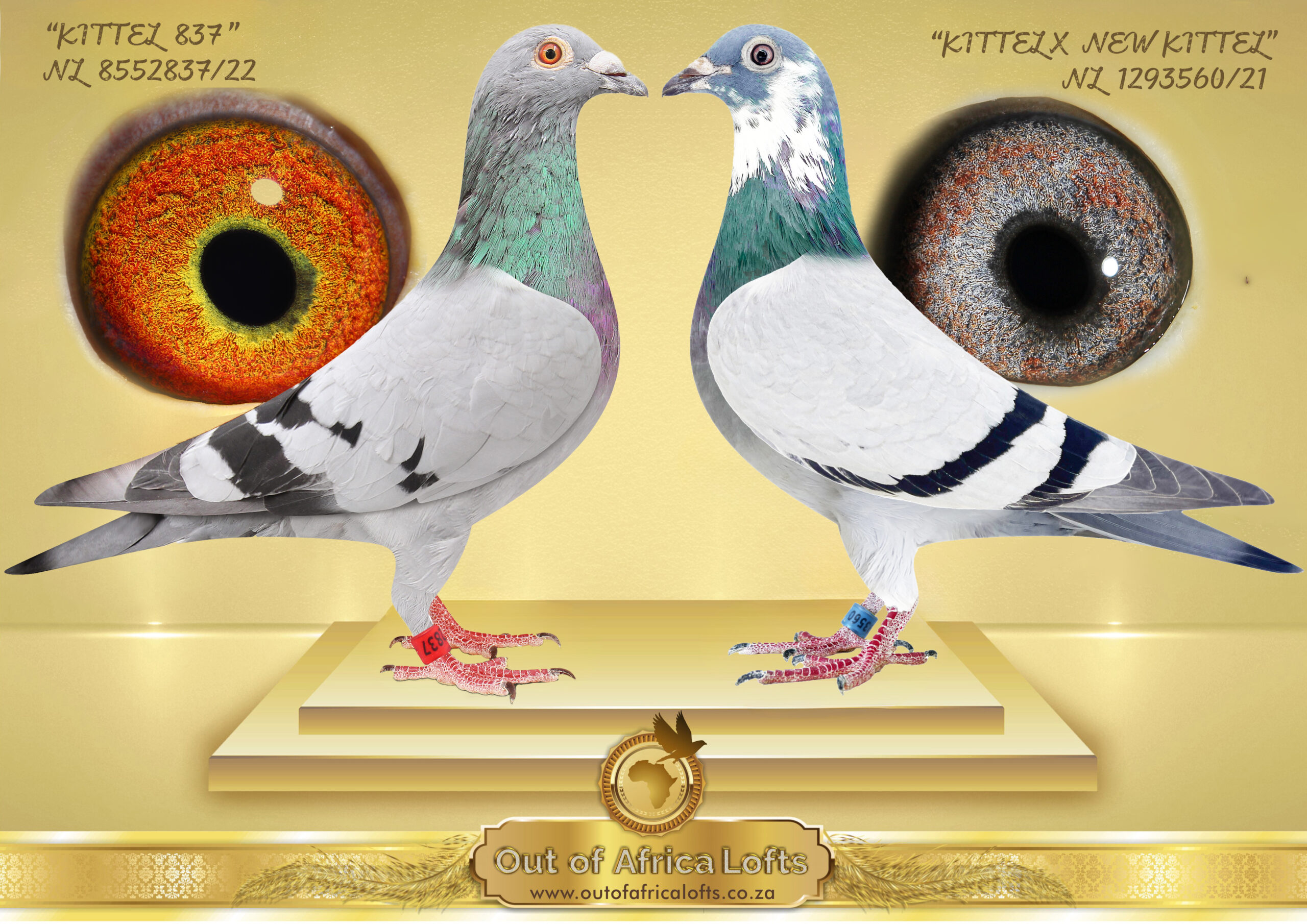 LOT 1: ZA VPU 6756/24 (H) – “PIED KITTEL “ – On flight 8 through the molt. Well ventilated wing. Richly pigmented eye. Linebred to KITTEL GOEDE RODE X OLYMPIC ROSITA! Linebred to BELG 4100263/15 ” PRINCESS KITTEL ” – Van Den Bulck Dam to 11 x 1st Prize Winners and Provincial Ace Pigeons. SUPERB linebreeding to GOEDE RODE X ROSITA- Foundation Pair. CLASSIC linebreeding to TWO FULL BROTHER ACES BELG 6139803/13 ” KITTEL ” AND BELG 6091710/14 – ” NEW KITTEL ” Van Den Bulck “KITTEL” – 1st National ACE pigeon KBDB 2013 – BELG 6091710/14 – ” NEW KITTEL ” OLYMPIC ACE BUDAPEST – STUDY THE PEDIGREE AND THE EXTRA INFO – THIS IS SUPER !!! - Image 3
