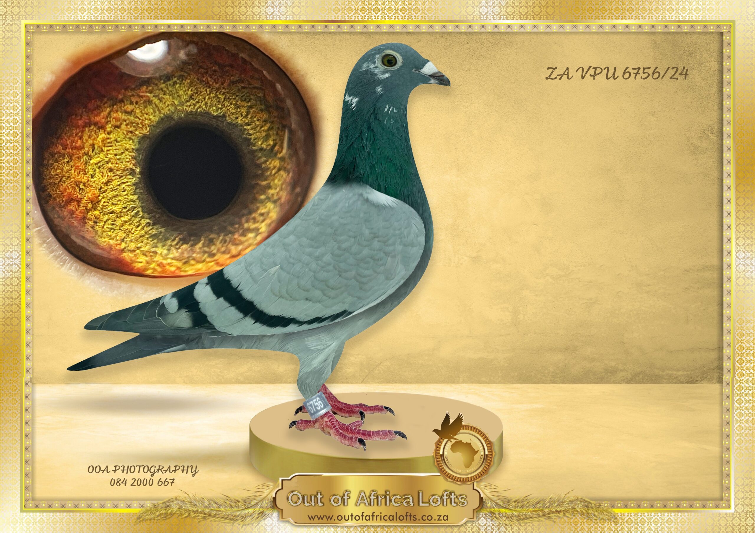 LOT 1: ZA VPU 6756/24 (H) – “PIED KITTEL “ – On flight 8 through the molt. Well ventilated wing. Richly pigmented eye. Linebred to KITTEL GOEDE RODE X OLYMPIC ROSITA! Linebred to BELG 4100263/15 ” PRINCESS KITTEL ” – Van Den Bulck Dam to 11 x 1st Prize Winners and Provincial Ace Pigeons. SUPERB linebreeding to GOEDE RODE X ROSITA- Foundation Pair. CLASSIC linebreeding to TWO FULL BROTHER ACES BELG 6139803/13 ” KITTEL ” AND BELG 6091710/14 – ” NEW KITTEL ” Van Den Bulck “KITTEL” – 1st National ACE pigeon KBDB 2013 – BELG 6091710/14 – ” NEW KITTEL ” OLYMPIC ACE BUDAPEST – STUDY THE PEDIGREE AND THE EXTRA INFO – THIS IS SUPER !!!