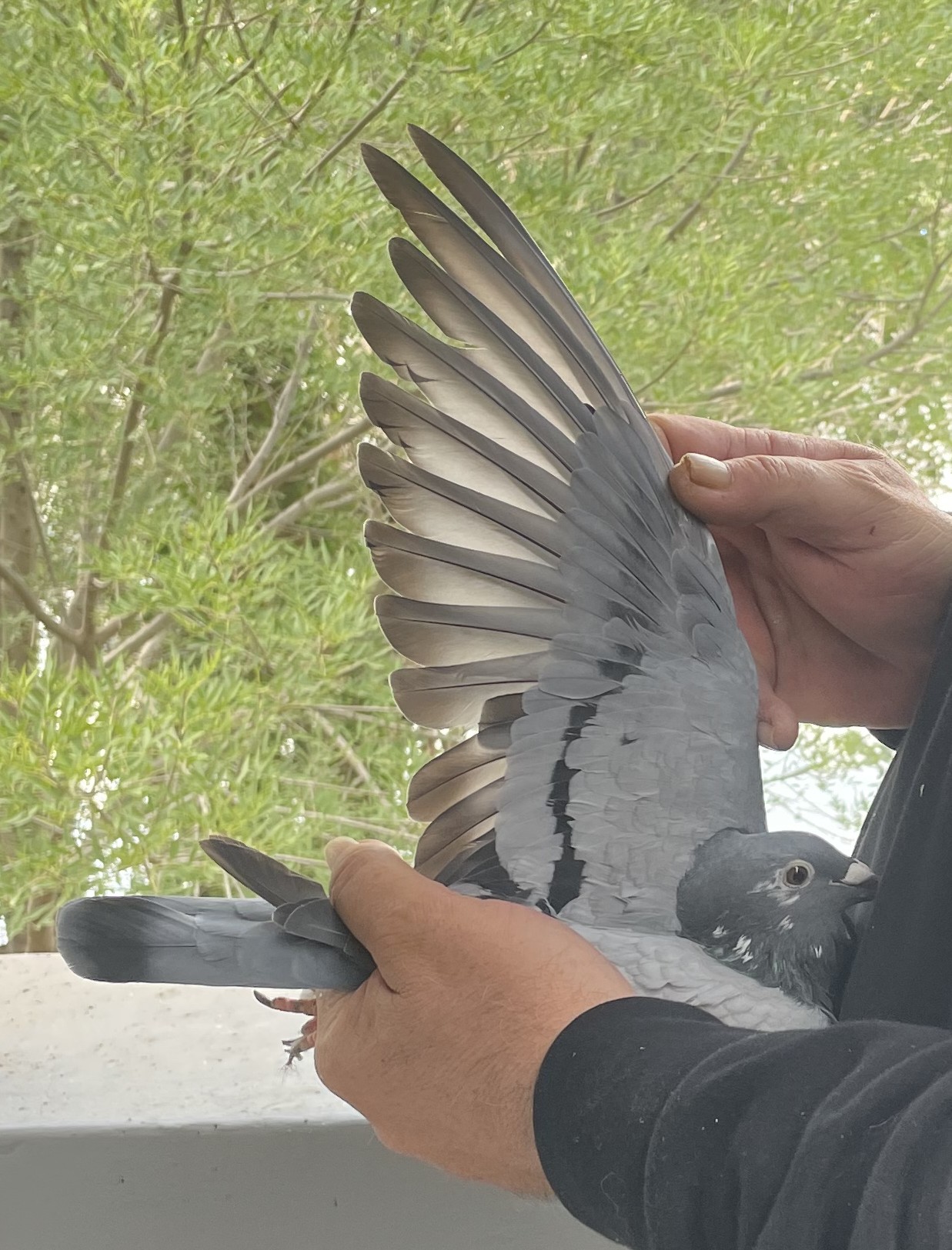 LOT 1: ZA VPU 6756/24 (H) – “PIED KITTEL “ – On flight 8 through the molt. Well ventilated wing. Richly pigmented eye. Linebred to KITTEL GOEDE RODE X OLYMPIC ROSITA! Linebred to BELG 4100263/15 ” PRINCESS KITTEL ” – Van Den Bulck Dam to 11 x 1st Prize Winners and Provincial Ace Pigeons. SUPERB linebreeding to GOEDE RODE X ROSITA- Foundation Pair. CLASSIC linebreeding to TWO FULL BROTHER ACES BELG 6139803/13 ” KITTEL ” AND BELG 6091710/14 – ” NEW KITTEL ” Van Den Bulck “KITTEL” – 1st National ACE pigeon KBDB 2013 – BELG 6091710/14 – ” NEW KITTEL ” OLYMPIC ACE BUDAPEST – STUDY THE PEDIGREE AND THE EXTRA INFO – THIS IS SUPER !!! - Image 2