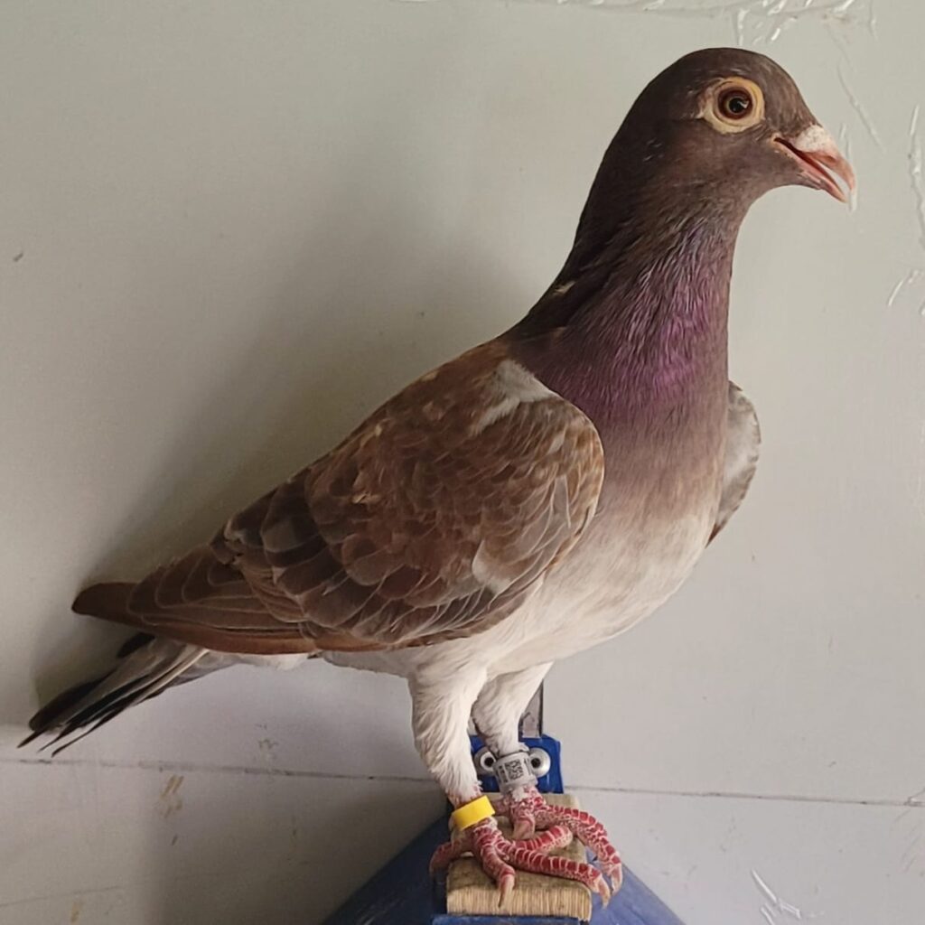 Best Pigeon - Online Auctions | Racing Pigeons | South Africa