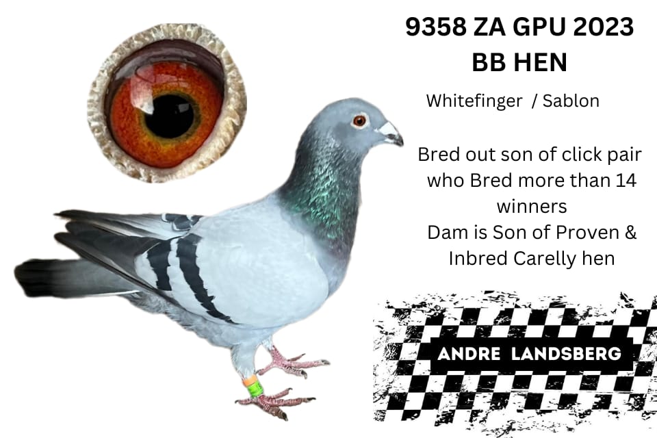 LOT 11: ZA 23 GPU 9358 (H) – BRED OUT OF SON OF CLICK PAIR WHO BRED MORE THAN 14 WINNERS – THE SIRE: FULL BROT HER OF 18129 /3620 /3333/18130 18130 BRED 12 WINNERS /4 GPU WINNERS 18129 IS A 3 X WINNER 2YEARS BEST BIRD 3620 IS A 4 X WINNER FOR ANDRE LANDSBERG – THE DAM: SIRE INBRED PROVEN LINE DAM INBRED CARELLY – SEE PEDIGREE !!!