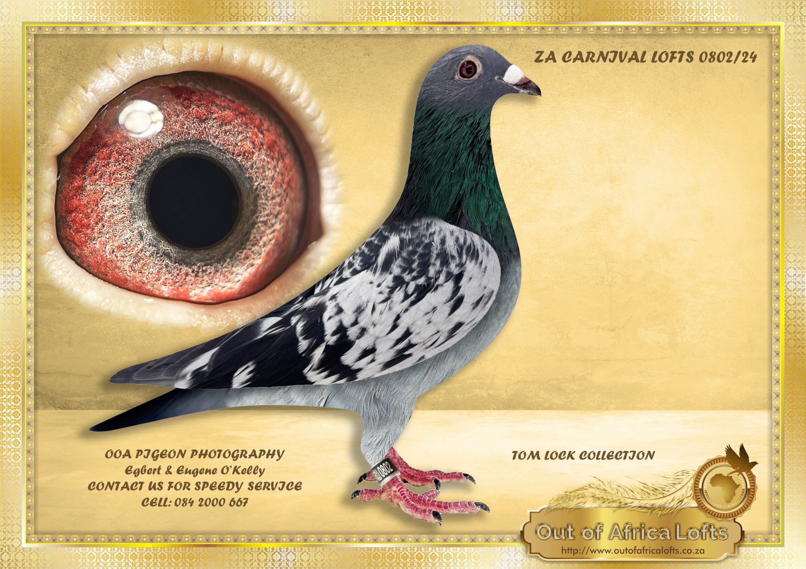 LOT 8: ZA CARNIVAL 0802/24 (H) - “ ALL IN ONE T LOCK “ - In her ...