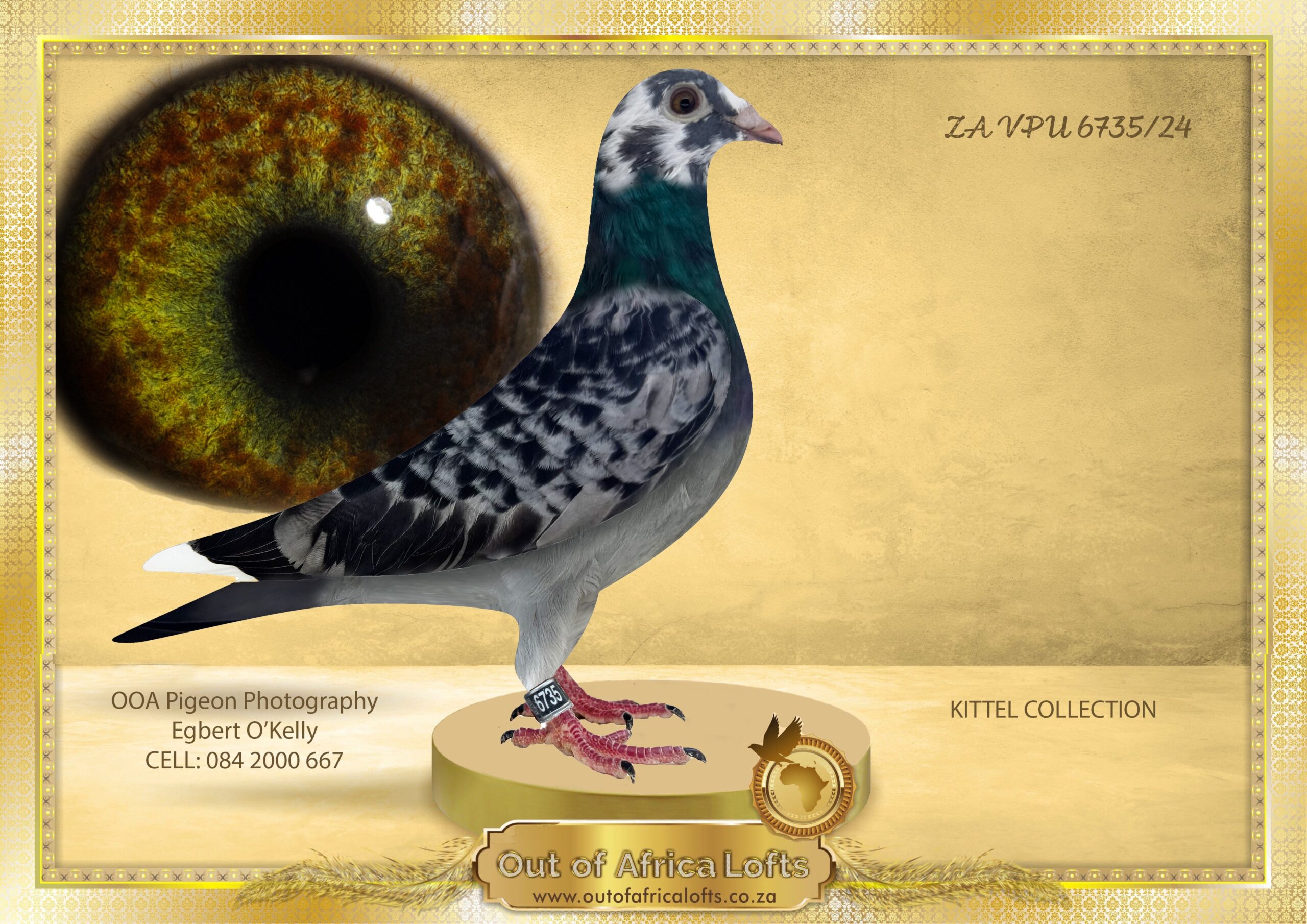 LOT 1: ZA VPU 6735/24 (H) – “ 4 BEST OF A BESTER IN 1 “ – Their sire ZA ABL 0883/24 is a RED CHEQUER. Their sire has now bred 5 chequers in each nest 6 rounds in a row with three different hens. Ranging from Light Chequer pieds to Dark chequer pieds. ALSO NOTE: WE BREED IN SINGLE PENS. – A Superb hen in the hand. Breeding ready. Perfectly balanced- One tail feather. Her sire is son to A Besters one super stock pair, mated to a daughter of A Bester’s other super stock pair. Granddaughter to 4 of the best Kittel breeders in South Africa. THE SIRE: ZA ABL 883/22- A superb cock bred by A Bester. 8/10 and 9/10 breeding throat. His nesmate brother ZA ABL 0882/23 Sold for R162 000 on TOPPIGEON. – His sire GB 18 V 63384 is Sire to “TURBO KITTEL’s dam, ZA ABL 167 “TURBO KITTEL” is – 6 X SANPO GOLD MEDAL WINNER FOR Du Preez & Deetlifs 2021. GB 18 V 63384 is also sire to – THE DAM: ZA ABL 1409/24-“SUPER PIED KITTEL” Her sire is GB 18 V 63390, SUPERBREEDER COCK OF ALWYN BESTER. 63390/18 IS SIRE TO “FIVE STAR” GREEN JACKET ACE WINNER AFRIKAPRO 2023 SIRE TO “DYNASTY”- 1ST GRAND AVERAGE WINNER, 2ND ACE DINOKENG 2022. ETC. – SEE PEDIGREE AND EXTRA INFO !!!!