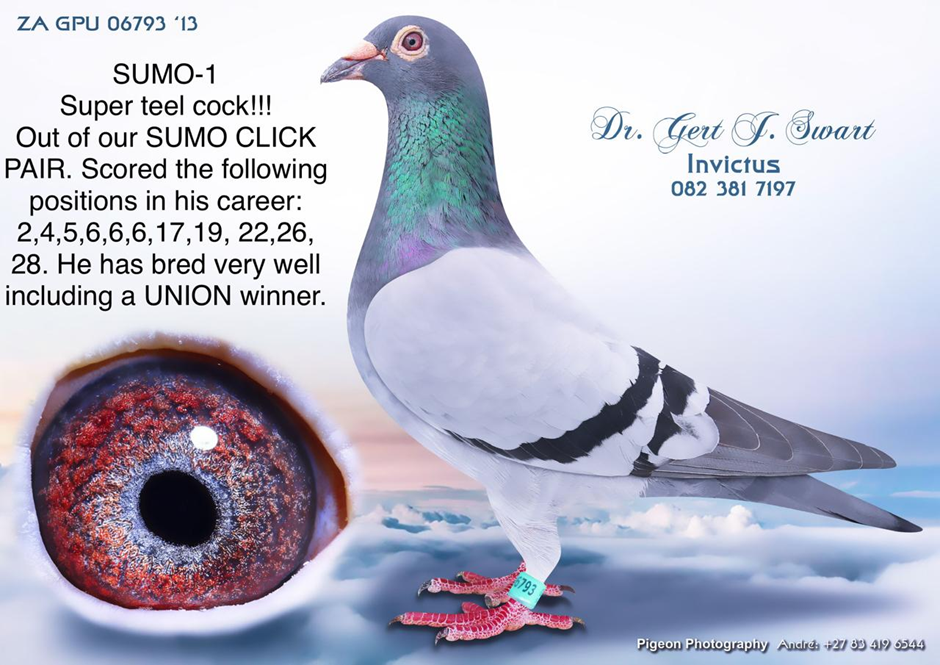 LOT 3: ZA 24 048 (C) – SUMO – THE SIRE: Out of the SUMO click pair. Scored the following positions in his career: 2; 4; 5; 6; 6; 6; 17; 19; 22; 26; 28. He is a super breeder and has bred winners including a Union winner. Sy volsuster is die “GPU-HEN” wat beskou word as die tweede beste duif wat in SA gevlieg het naas die “GOLDEN PRINCCES”. Die “GPU-HEN” het as volg gevlieg: 5 X Winner plus Federation Winner: Gold Medal Winner Sanpo Middle Distance. – THE DAM: Bred from the very best of Kitchenbrand’s lofts – STDUY THE PEDIGREE AND THE EXTRA INFO – THIS IS SUPER !!! - Image 3