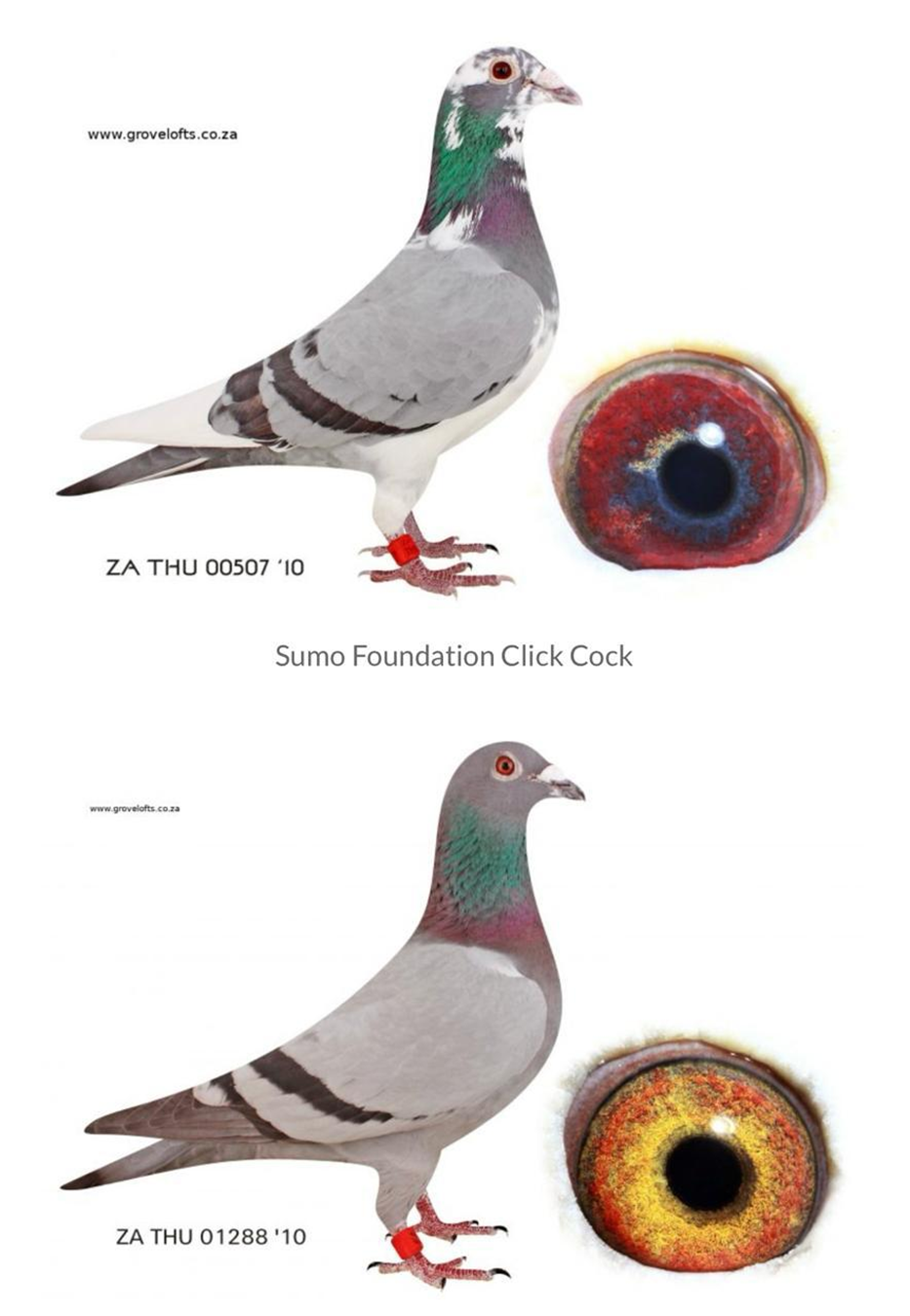 LOT 3: ZA 24 048 (C) – SUMO – THE SIRE: Out of the SUMO click pair. Scored the following positions in his career: 2; 4; 5; 6; 6; 6; 17; 19; 22; 26; 28. He is a super breeder and has bred winners including a Union winner. Sy volsuster is die “GPU-HEN” wat beskou word as die tweede beste duif wat in SA gevlieg het naas die “GOLDEN PRINCCES”. Die “GPU-HEN” het as volg gevlieg: 5 X Winner plus Federation Winner: Gold Medal Winner Sanpo Middle Distance. – THE DAM: Bred from the very best of Kitchenbrand’s lofts – STDUY THE PEDIGREE AND THE EXTRA INFO – THIS IS SUPER !!! - Image 2