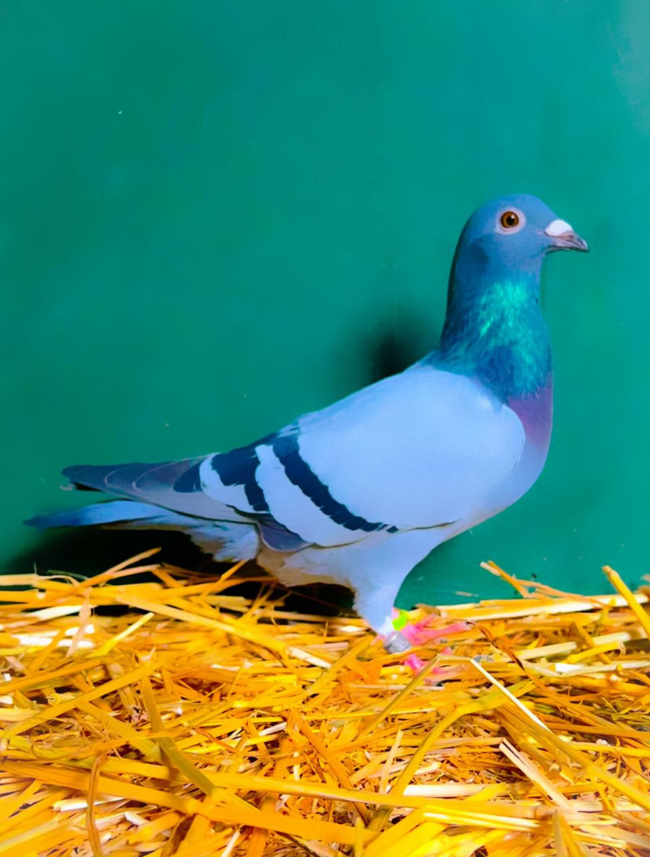 LOT 3: ZA 24 048 (C) – SUMO – THE SIRE: Out of the SUMO click pair. Scored the following positions in his career: 2; 4; 5; 6; 6; 6; 17; 19; 22; 26; 28. He is a super breeder and has bred winners including a Union winner. Sy volsuster is die “GPU-HEN” wat beskou word as die tweede beste duif wat in SA gevlieg het naas die “GOLDEN PRINCCES”. Die “GPU-HEN” het as volg gevlieg: 5 X Winner plus Federation Winner: Gold Medal Winner Sanpo Middle Distance. – THE DAM: Bred from the very best of Kitchenbrand’s lofts – STDUY THE PEDIGREE AND THE EXTRA INFO – THIS IS SUPER !!!