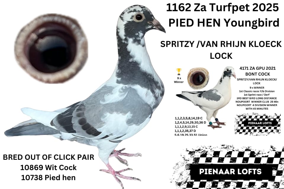 LOT 7: ZA 25 TURFPET 1162 – THE SIRE: BRED 2 BABIES 2022 BOTH WINNERS 4171 BONT COCK 9 X WINNER 4172 PIED HEN 1ST CLUB 2ND DIVISION BOTH SPRINT WINNERS ON TOSSES – THE DAM: VICT ORIA WEST WINNER 2021 SUPER BREEDER DIRECT OF MY NO1 CLICK PAIR 5150 & 2971 (T OM LOCK /SPRITZY ) – SEE PEDIGREE – THIS IS SUPER !!!!