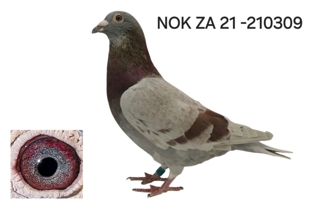 LOT 10: ZA 21 NOK 210309 (C) - Oscar - THE SIRE: BLOU oog Oscar - THE ...