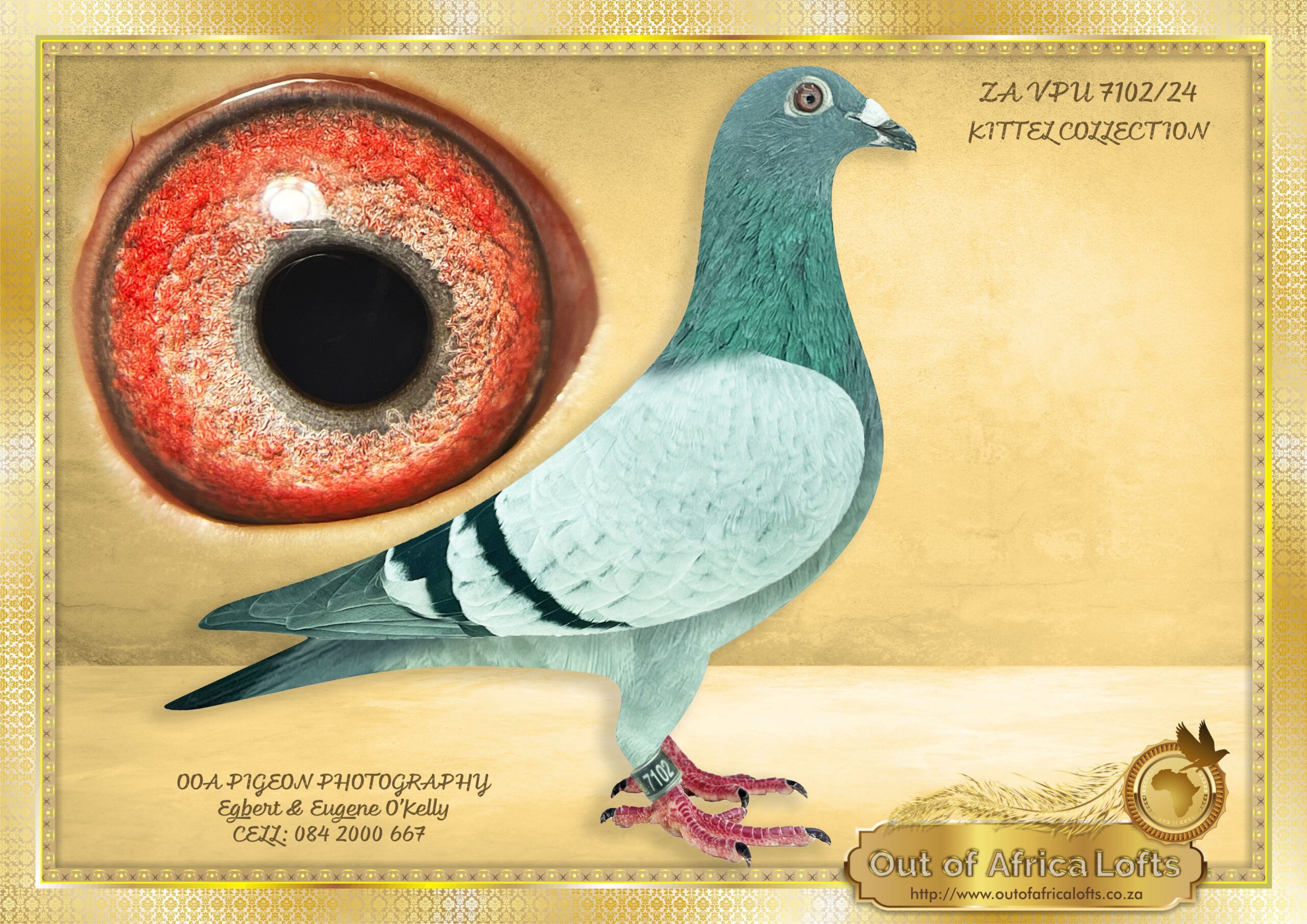 LOT 1: ZA VPU 7102/24 (C) – “ ½ BROTHER 1ST UNION 7102 “ – A Super handler. FANTASTIC breeding eye! HIGHLY RECOMMENDED Son to one of our top imported KITTEL hens. Very well linebred to ALL THE LEGENDS, “ KITTEL”, “GOEDE RODE X OLYMPIC ROSITA” Our KITTELS are being tested for endurance and recovery. Their progeny in one of our partner’s lofts will be tested racing 14 weeks in a row. As you can see from BELOW result they keep scoring. – ZA VPU 7102/24 is 1/2 brother to NL 1293540/21- Dam to ZA VPU 6674/24- 1st Club, 1st WPU Union, Bloemfontein J/O, vel 1218 – 5 1/2 MINUTE BREAK AWAY WINNER! – STUDY THE PEDIGREE AND THE EXTRA INFO -THIS IS SUPER !!!!
