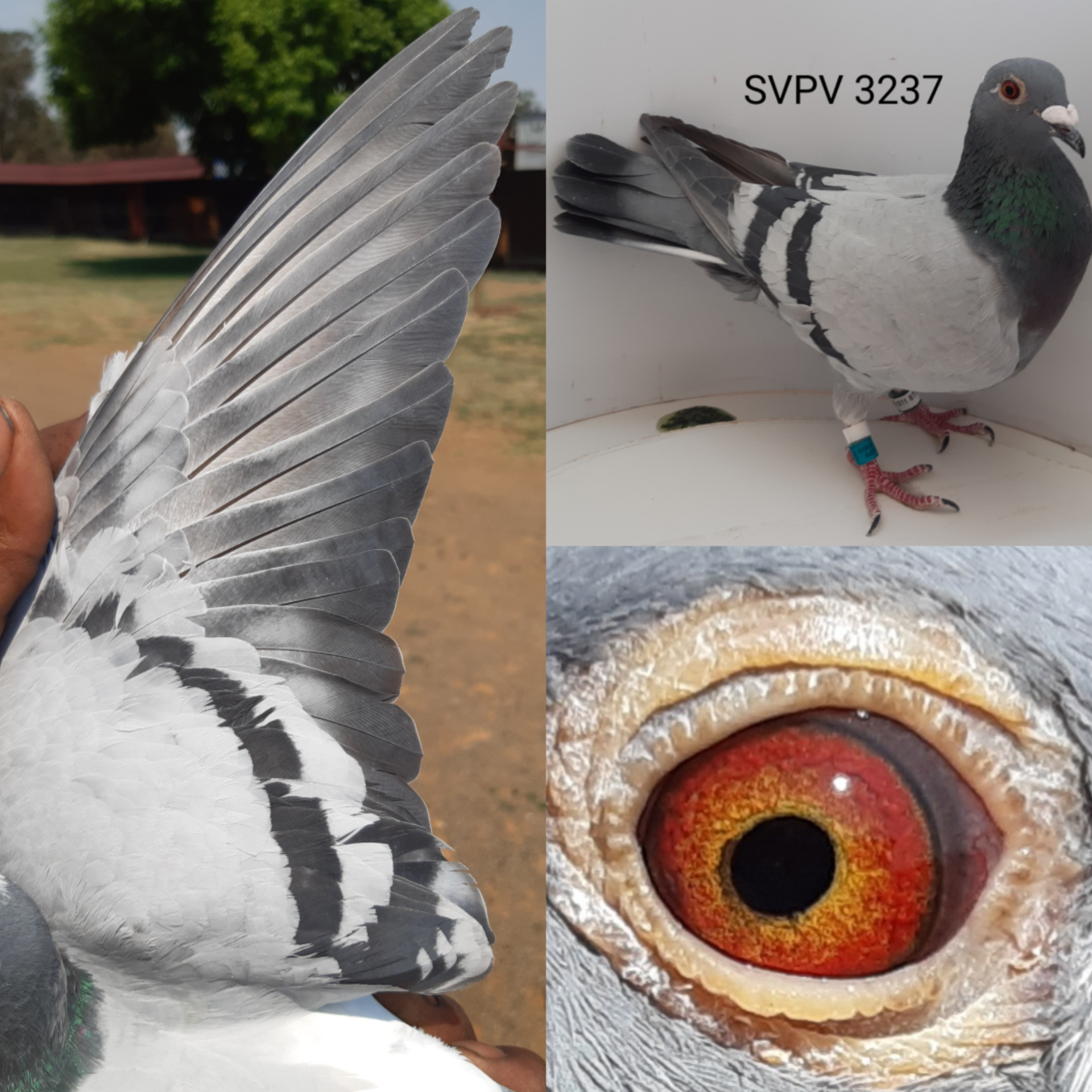 LOT 6: ZA 21 SVPV 3237 (H) – 100% Inbred Oscar. Brother to Sister. After 5 races, she was the 38th Ace pigeon at CPL. The parents of this hen have already bred a Union winner and a double Union winner. She comes from the old blue-eye and green-eye Oscars of Cas Matthee. She is well bred and will be a pleasure to have in any loft. – SEE PEDIGREE – THIS IS SUPER !!! - Image 2