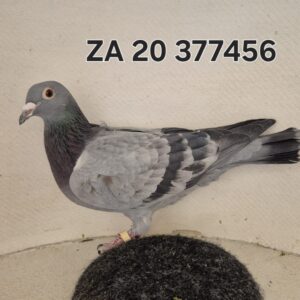 LOT 4: ZA 20 377456 (H) - SEE PEDIGREE - THIS PIGEON IS BRED FROM LEGENDARY GENETICS !!!