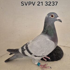 LOT 6: ZA 21 SVPV 3237 (H) - 100% Inbred Oscar. Brother to Sister. After 5 races, she was the 38th Ace pigeon at CPL. The parents of this hen have already bred a Union winner and a double Union winner. She comes from the old blue-eye and green-eye Oscars of Cas Matthee. She is well bred and will be a pleasure to have in any loft. - SEE PEDIGREE - THIS IS SUPER !!!