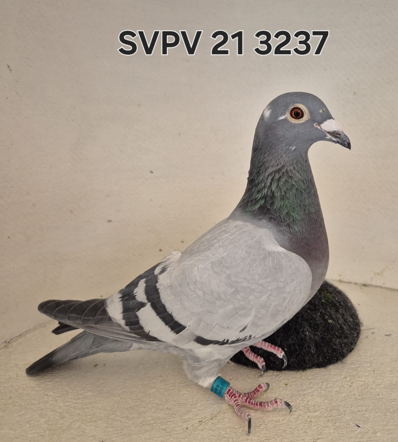 LOT 6: ZA 21 SVPV 3237 (H) – 100% Inbred Oscar. Brother to Sister. After 5 races, she was the 38th Ace pigeon at CPL. The parents of this hen have already bred a Union winner and a double Union winner. She comes from the old blue-eye and green-eye Oscars of Cas Matthee. She is well bred and will be a pleasure to have in any loft. – SEE PEDIGREE – THIS IS SUPER !!!