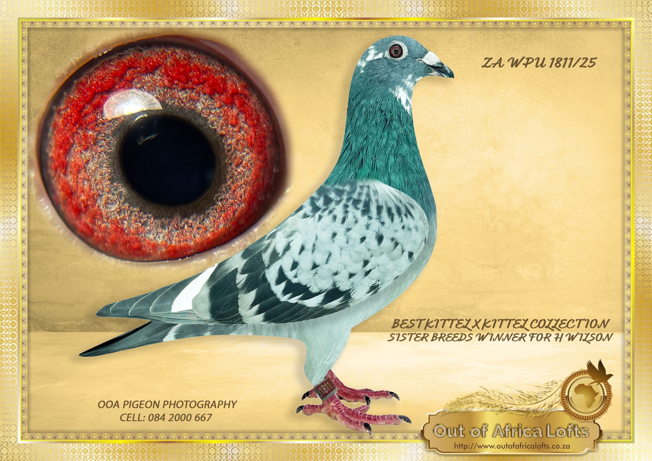 LOT 4: ZA WPU 1811/25 (H) – “ KITTEL X BEST KITTEL 1811 “ – 1/2 Sister to ZA VPU 9844/23 -Dam to ZA TRPF 6042/24 – 1st Club, 7th TRPF, Winburg1, 268km, vel 1402- -Bred by H WILSON PERFECT! Bred from two super pigeons that has already made a mark in our stock loft. Weightless. SUPER richly pigmented breeding eye. Shall stock it any day myself. Both parents already proven breeders. Child to breeder of top racer and on dam side dam to breeder of winner. THE BEST of BEST KITTEL & KITTEL LINE ON SIRE SIDE THE BEST OF THE KITTEL LINE ON DAM SIDE. THE SIRE: NL 8436067/22-“PIED NEW CHRISTIANO” –