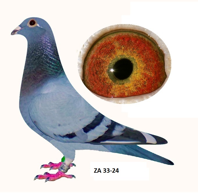 LOT 5: ZA 33 -24 (H) – Wouters De Klak – Double BPF gold medal Middle Distance Aces Schalie cock in this pedigree, ZA 33-25 is bred from a 2nd generation Super breeder Schalie cock son mated to a 2nd generation Super breeder Schalie cock daughter (full sister to prolific breeder D1575) 33/24 is a stocky muscular hen.
