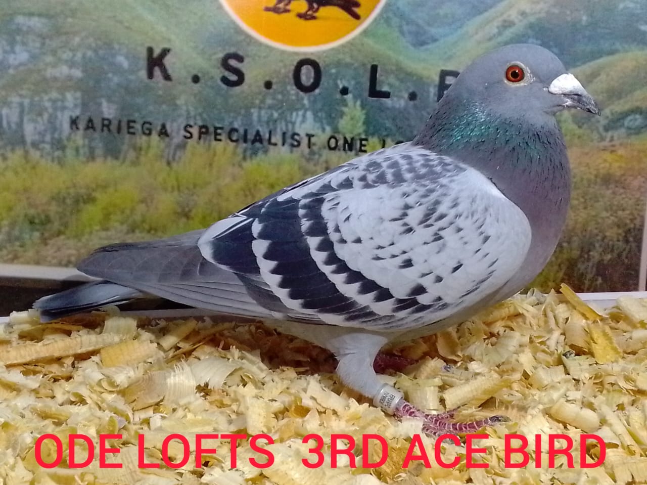 LOT 3: ZA-2024 EPURPC-327 - ENTERED BY: ODE LOFTS - 3RD ACE