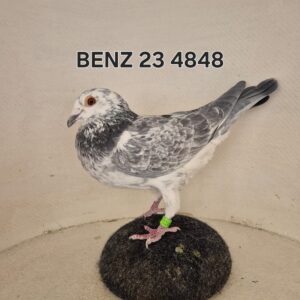 LOT 1: ZA 23 BENZ 4848 (H) - SEE PEDIGREE - BRED FROM THE VEY BEST OLR GENETICS !!!