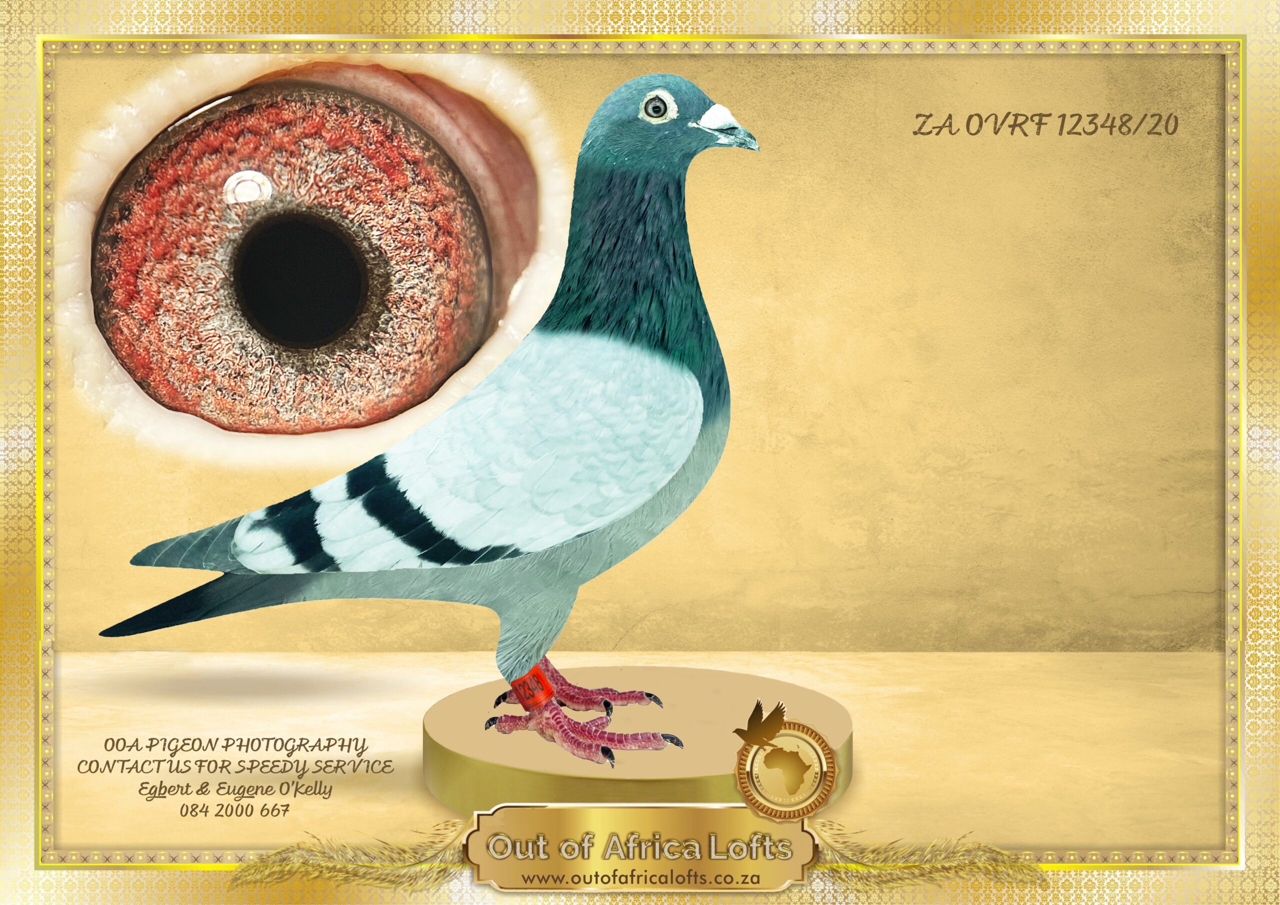 LOT 13: ZA OVRF 12348/20 (H) - “ SISTER 1ST SAPIR HOT SPOT