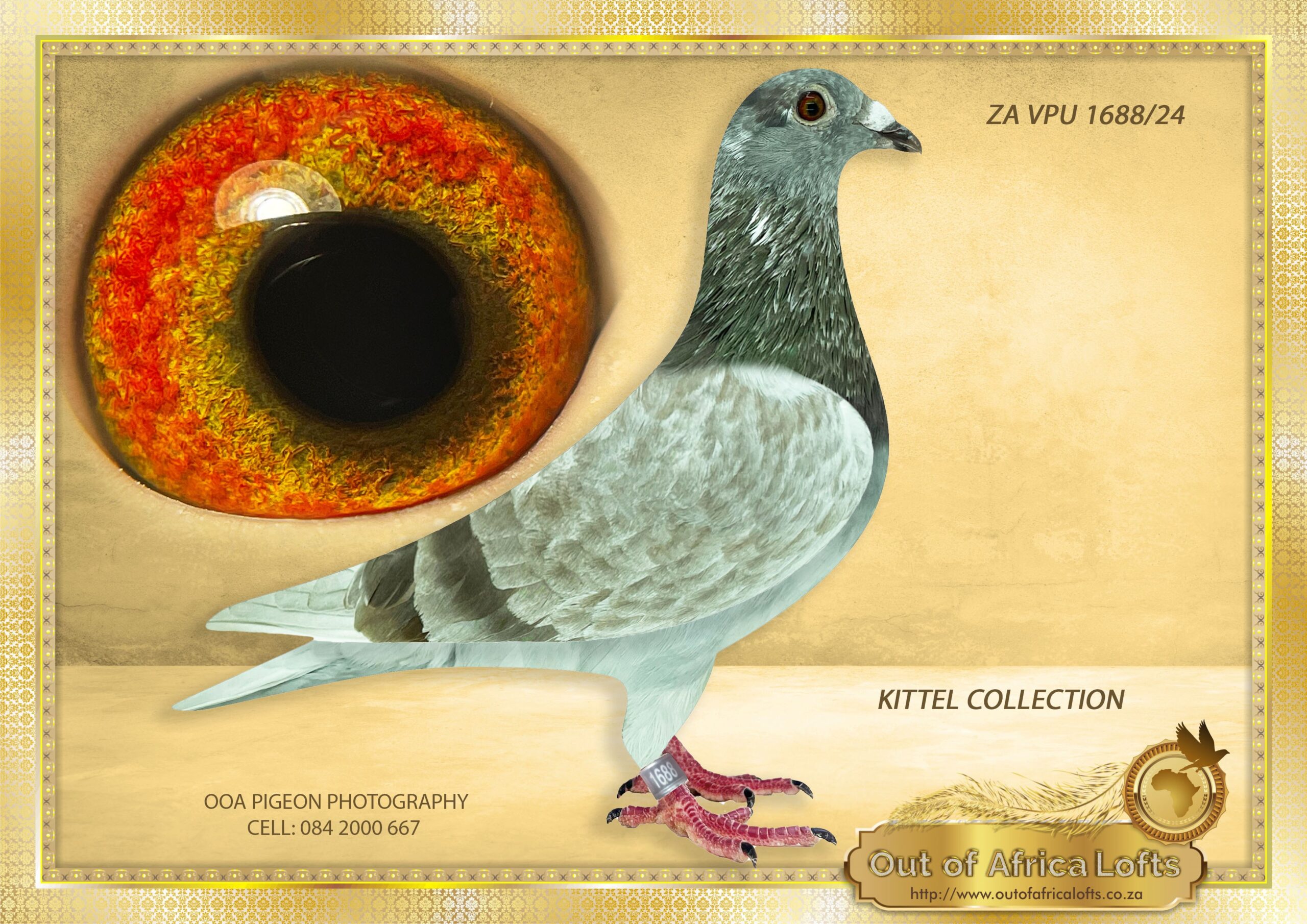LOT 2: ZA VPU 1688/24 (H) – “ FIREFOX 1688 KITTEL “ – A superb pigeon. Silky soft feathering. ALL THE LEGENDS IN ONE “KITTEL” “GREIPEL” NEW KITTEL” BELG 6091710/14 – ” NEW KITTEL ” OLYMPIC ACE BUDAPEST – BELG 6139849/13 – “GREIPEL” 1ST NATIONAL CHAMPION 2013 BELG 6139803/13 ” KITTEL ” – Van Den Bulck 1st National ACE pigeon KBDB 2013 BEST KBDB ACE PIGEON IN BELGUIM HISTORY WINNER OF: COEFF 0.9 – SEE PEDIGREE !!!