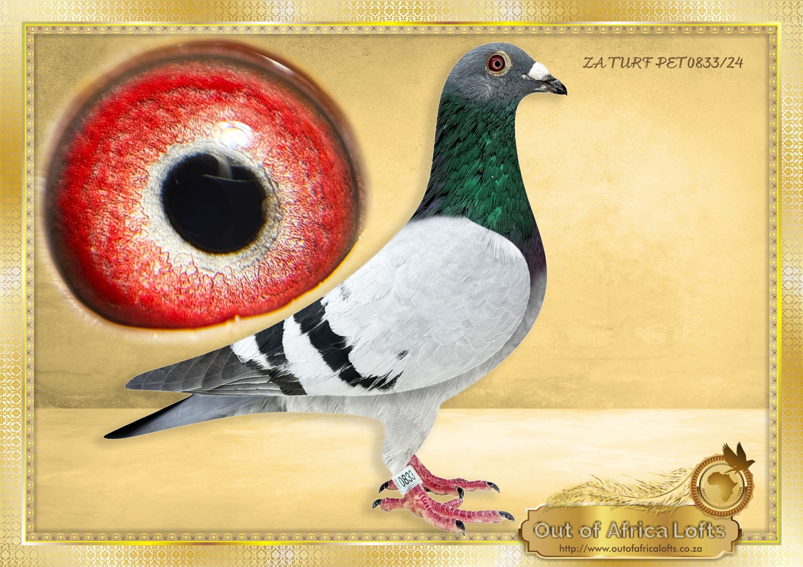 LOT 12: ZA TURF PETS 0833/24 (H) - “ KITTEL/BEST KITTEL