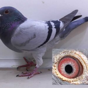 LOT 1: ZA 24 GRPF 3506 (C) - Brother to Richmond Winner and another brother Winburg and Britstown winner. This is SUPER golden bloodlines, a combination of the bestof Hooymans x best of Vandenabeele crossed with the best of Flor Engels and Houben. Strong, balanced, nice wing and breeding eye like his Hooymans grandfather - SEE PEDIGREE !!!