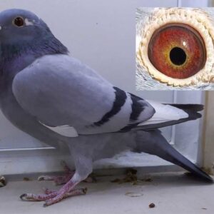 LOT 2: ZA 24 GRPF 3510 (H) - Ball of muscle, strong, balanced, louvered wing, beautiful breeders eye. The productof a cross of two world class bloodlines - Gaby Vandenabeele x De Rauw Sablon - SEE PEDIGREE !!!