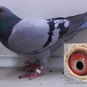 LOT 4: ZA 24 GRPF 3576 (H) - The best of Wouters x Tom Lock from the son of a 7 x winner (bred by Pine Pienaar), crossed with the class of Gaby Vandenabeele. Strong, balanced, beautiful in the hand, ventilated wing. Must breed them for you. - SEE PEDIGREE !!!