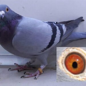 LOT 5: ZA 24 GRPF 3579 (H) - THE SIRE: Excellent handler, strong, balanced, strong, muscled, excellent breeding. See also the pedigree of the dam bred and raced by Cedric Mc Dermott when crosed withmy core family. You can't go wrong. - THE DAM: Super flor engels hen - SEE PEDIGREE !!!