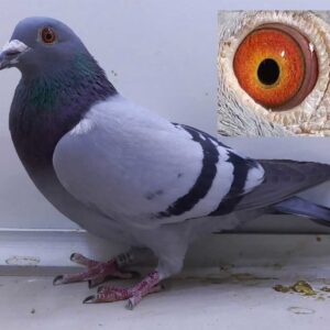 LOT 8: ZA 20 GRPF 3589 (C) - The best of Hooymans crossed with Vandenabeele and the bestof Houben. Beautiful handler with nice louvered wing. Bred from the best blood in the world. - SEE PEDIGREE !!!