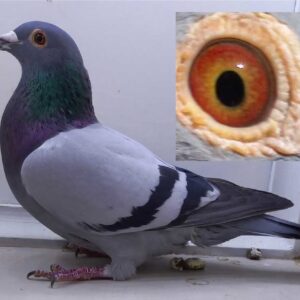 LOT 9: ZA 24 GRPF 3590 (H) - Sister to Richmond Winner and another brother Winburg and Britstown winner. This is SUPER golden bloodlines, a combination of the best of Hooymans and Vandenabeele crossed with the best of Flor Engels and Houben. Balanced, perfectly louvred wing, excellentbreeders eye. - SEE PEDIGREE !!!