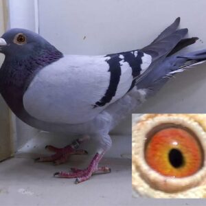 LOT 11: ZA 24 GRPF 3594 (C) - With this bloodline this young cock will be an asset to any loft - SEE PEDIGREE !!