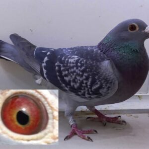 LOT 12: ZA 24 GRPF 3595 (C) - Balanced, beautiful wing with good ventilation, rich breeders eye, excellent bloodlines, don't miss out. - SEE PEDIGREE !!!