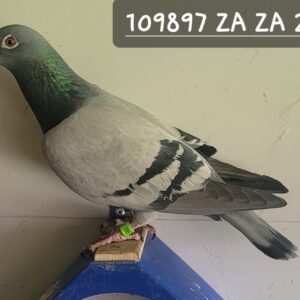 LOT 3: 109897 ZA ZA 23 (C) - "INBRED KANNIBAAL" - BOUGHT AT CPL DAM SIDE OUT OF BURGES WHO IS - SEE PEDIGREE !!!