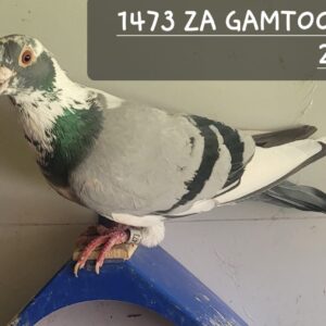 LOT 5: 1473 ZA GAMTOOS 24 (C) - THE SIRE: BOUGHT ON AUCTION (KALAHARI LOOTS).SUPER BREEDER FOR (ROXY LOFTS).HIS CHILDREN AND GRAND CHILDREN ALREADY PERFORMING REALY WELL.WHAT A PLEASURE TO RACE THIS BIRDS - THE DAM: BOUGHT AT BOERTJIE NELL SALE 2020. - SEE PEDIGREE !!!
