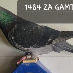 LOT 6: 1484 ZA GAMTOOS 24 (C) - THE SIRE: BRED BY AMSTON HOKKE.HALF SISTER TO ZA CYRL2820/20 , 1ST 245KM , 4TH ACE WINNERSFLIGHT 2021.SIRE IS BRED OUT OF HALF BROTHER AND HALF SISTER TO 10TH FINAL WINNER 601KM AFRICA PRO 2022 - THE DAM: Hooymans X Oswald - SEE PEDIGREE !!!