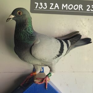 LOT 7: 733 ZA MOOR 23 (C) - BRED BACK TO: "GROOT DONK" - JANSSEN / VAN LOON BOUGHT FROM MARK KITCHENBRAND ON 30/11/2016.ORIGANAL SUDHOFF - SEE PEDIGREE !!!