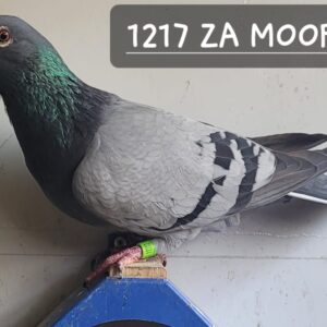 LOT 10: 1217 ZA MOOR 24 (C) - THE SIRE: BOUGHT AT CPL DAM SIDE OUT OF BURGES WHO IS FULL BROTHER OF KANNIBAAL. - SEE PEDIGREE !!!